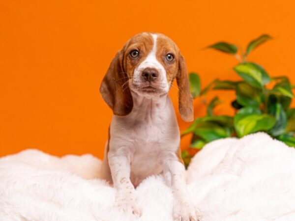 Beagle-Dog-Male-Red and White-2291-PetCenter Old Bridge, New Jersey