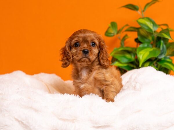 Cavalier King Charles Spaniel-Dog-Female-Red and White-2294-PetCenter Old Bridge, New Jersey