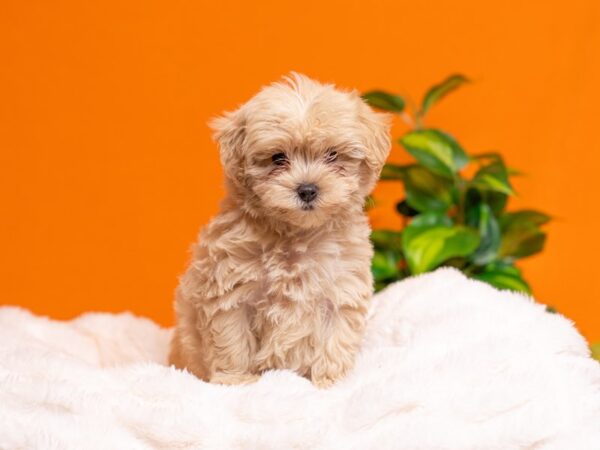 Maltipoo-Dog-Male-Apricot / White-2285-PetCenter Old Bridge, New Jersey