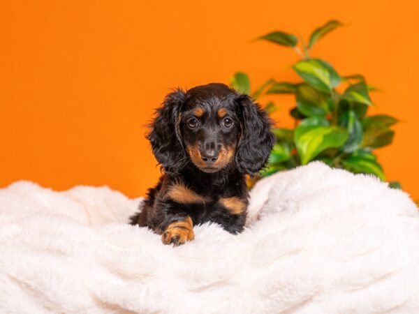 Dachshund-Dog-Male-Black / Tan-2282-PetCenter Old Bridge, New Jersey