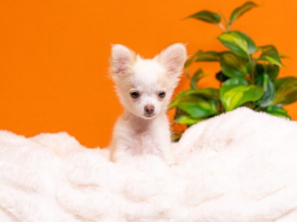 Chihuahua-Dog-Male-White-2290-PetCenter Old Bridge, New Jersey