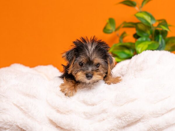 Yorkshire Terrier-Dog-Female-Black / Tan-2288-PetCenter Old Bridge, New Jersey