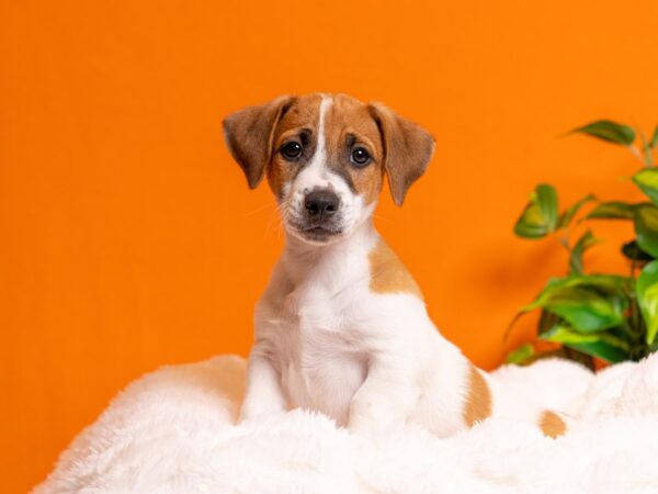 Jack Russell Terrier-Dog-Male-White / Brown-2297-PetCenter Old Bridge, New Jersey