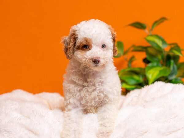 Poodle-Dog-Female-White / Red-2296-PetCenter Old Bridge, New Jersey