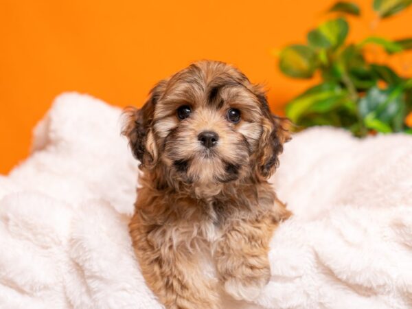Cavachon-Dog-Female-Sable-2284-PetCenter Old Bridge, New Jersey