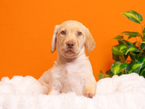 Labrador Retriever-Dog-Male-Yellow-2319-PetCenter Old Bridge, New Jersey