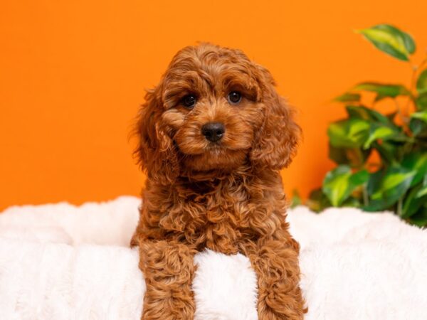 Cavapoo-Dog-Female-Red-2309-PetCenter Old Bridge, New Jersey