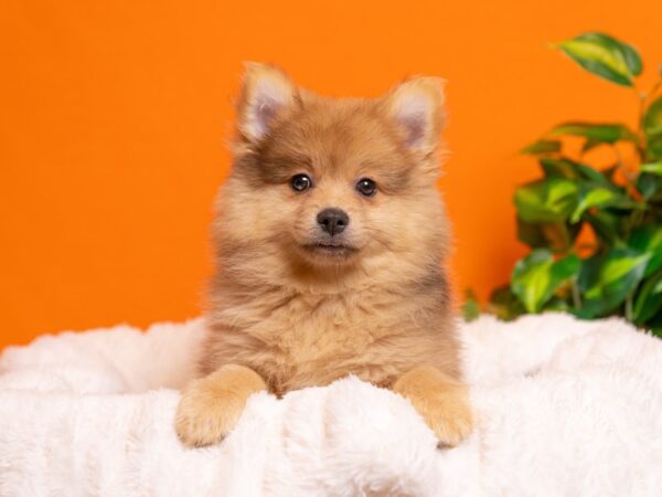 Pomeranian-Dog-Male-Orange-2318-PetCenter Old Bridge, New Jersey
