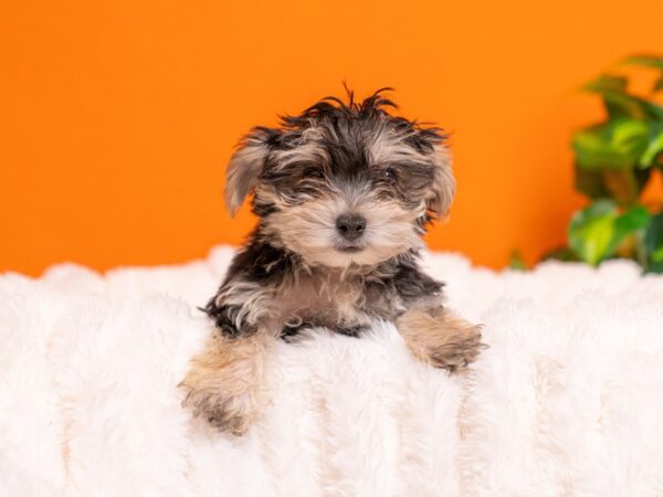 Morkie-Dog-Male-Black and Tan-2308-PetCenter Old Bridge, New Jersey