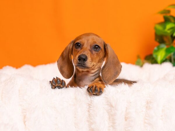Dachshund-Dog-Female-Red-2314-PetCenter Old Bridge, New Jersey