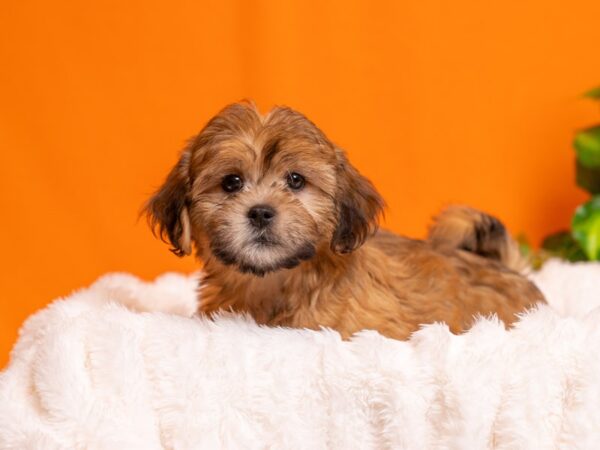 Lhasa Poo-Dog-Female-Red-2315-PetCenter Old Bridge, New Jersey