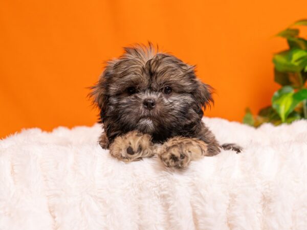 Shih Tzu-Dog-Male-Silver-2312-PetCenter Old Bridge, New Jersey