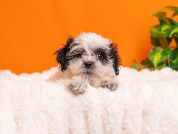 Teddy Bear-Dog-Male-Black and White-2317-PetCenter Old Bridge, New Jersey