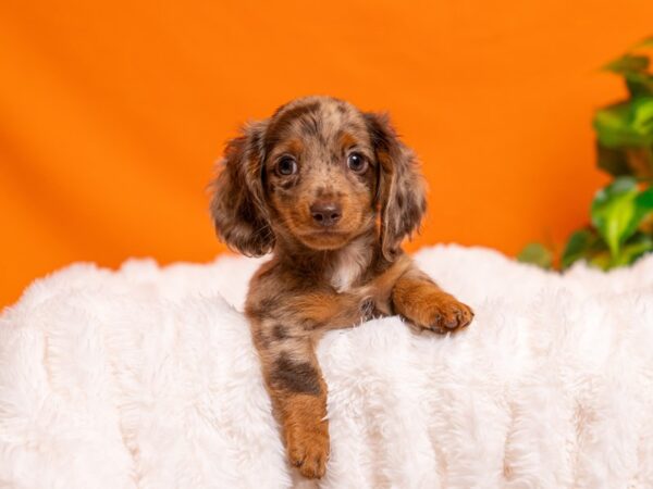 Dachshund-Dog-Male-Chocolate / Tan-2299-PetCenter Old Bridge, New Jersey