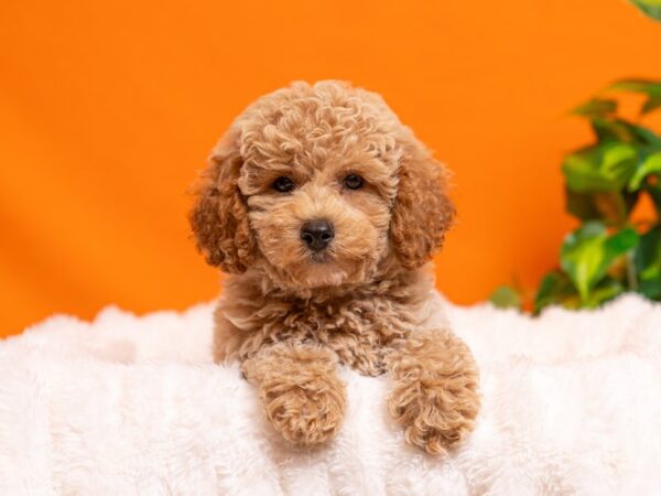 Poodle-Dog-Male-Buff-2304-PetCenter Old Bridge, New Jersey