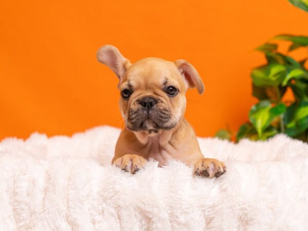 French Bulldog-Dog-Male-Fawn-2301-PetCenter Old Bridge, New Jersey