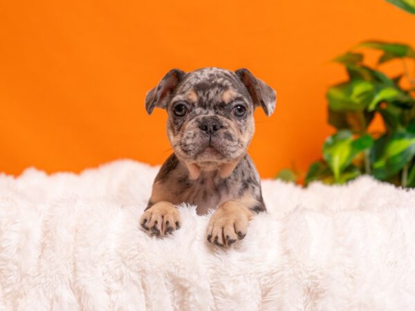 French Bulldog-Dog-Female-Blue Merle / Tan-2300-PetCenter Old Bridge, New Jersey