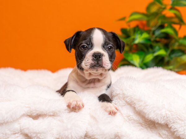 Boston Terrier-Dog-Male-Black and White-2339-PetCenter Old Bridge, New Jersey