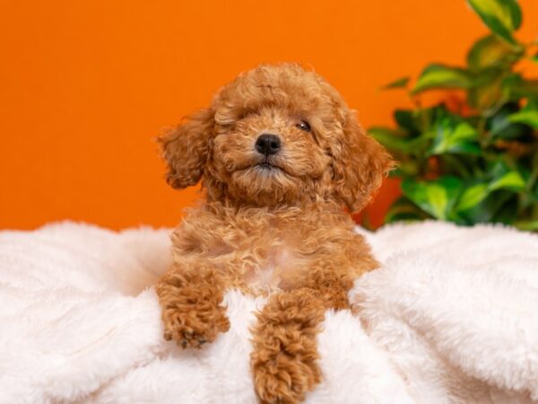 Mini Goldendoodle-Dog-Female-Golden-2330-PetCenter Old Bridge, New Jersey