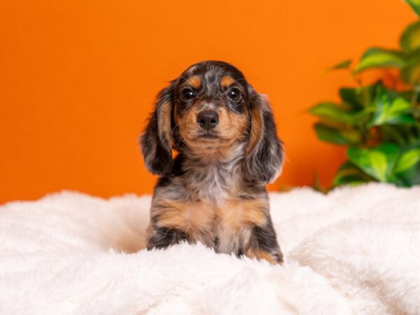 Dachshund-Dog-Female-Blue Dapple-2325-PetCenter Old Bridge, New Jersey