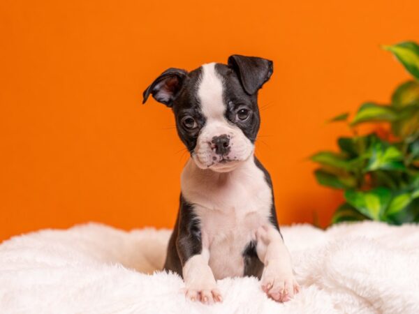 Boston Terrier-Dog-Male-Black / White-2327-PetCenter Old Bridge, New Jersey