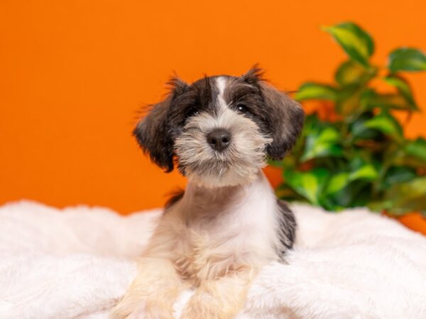 Miniature Schnauzer-Dog-Male-Salt / Pepper-2326-PetCenter Old Bridge, New Jersey