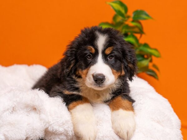 Bernese Mountain Dog-Dog-Female-Tri-Colored-2328-PetCenter Old Bridge, New Jersey