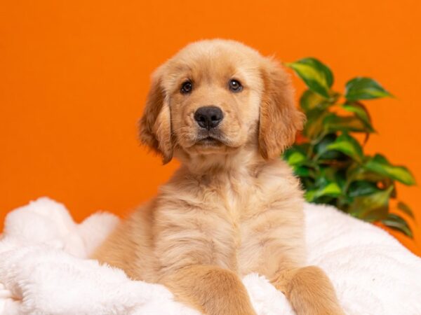 Golden Retriever-Dog-Female-Golden-2332-PetCenter Old Bridge, New Jersey