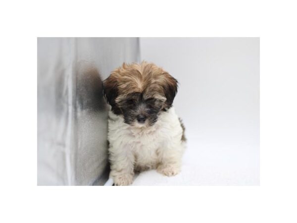 Havanese- Available 8/30-Dog-Female-Brown / White-2340-PetCenter Old Bridge, New Jersey