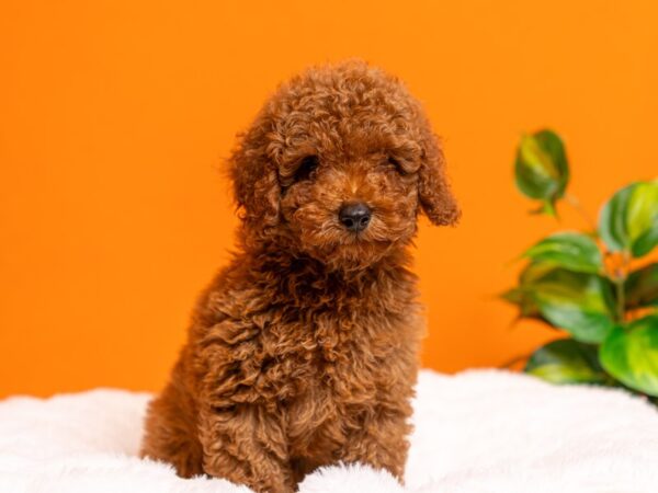 Poodle-Dog-Male-Red-2342-PetCenter Old Bridge, New Jersey