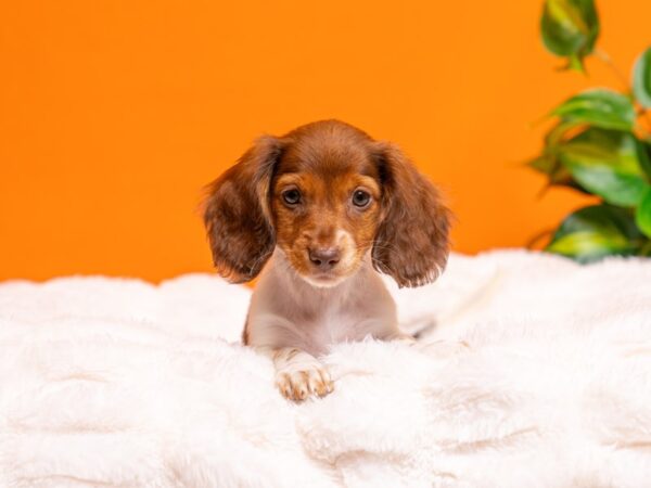 Dachshund-Dog-Female-Red / Tan-2345-PetCenter Old Bridge, New Jersey