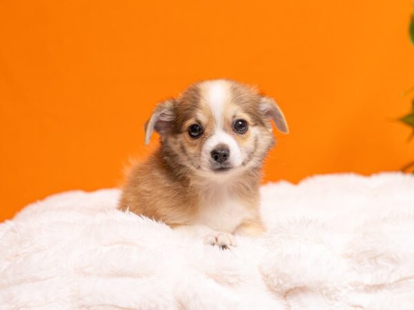Chihuahua-Dog-Male-Sable-2346-PetCenter Old Bridge, New Jersey