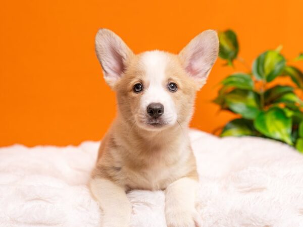 Pembroke Welsh Corgi-Dog-Male-Red / White-2341-PetCenter Old Bridge, New Jersey
