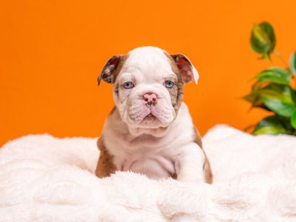 English Bulldog-Dog-Male-Chocolate Merle-2343-PetCenter Old Bridge, New Jersey