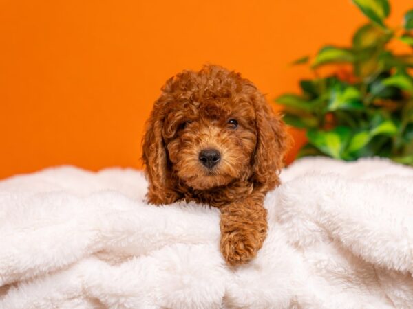 Mini Goldendoodle-Dog-Male-Golden-2331-PetCenter Old Bridge, New Jersey