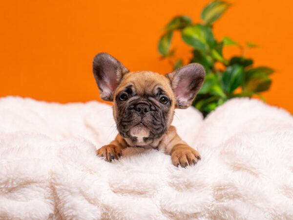 French Bulldog-Dog-Male-Fawn-2351-PetCenter Old Bridge, New Jersey