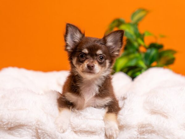 Chihuahua-Dog-Male-Chocolate / White-2352-PetCenter Old Bridge, New Jersey