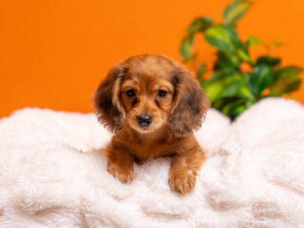 Dachshund-Dog-Female-Wild Boar-2349-PetCenter Old Bridge, New Jersey