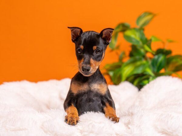 Miniature Pinscher-Dog-Male-Black / Rust-2350-PetCenter Old Bridge, New Jersey