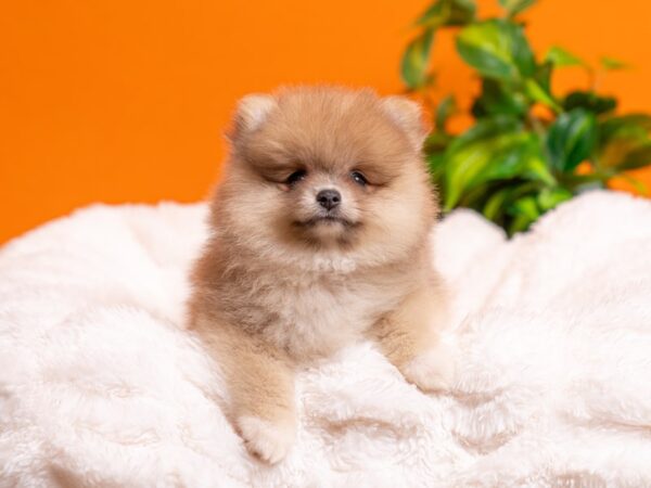Pomeranian-Dog-Female-Fawn Sable-2356-PetCenter Old Bridge, New Jersey