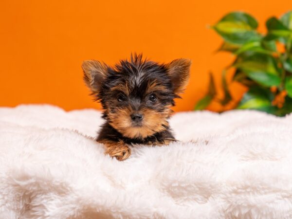 Yorkshire Terrier-Dog-Male-Black and Tan-2374-PetCenter Old Bridge, New Jersey