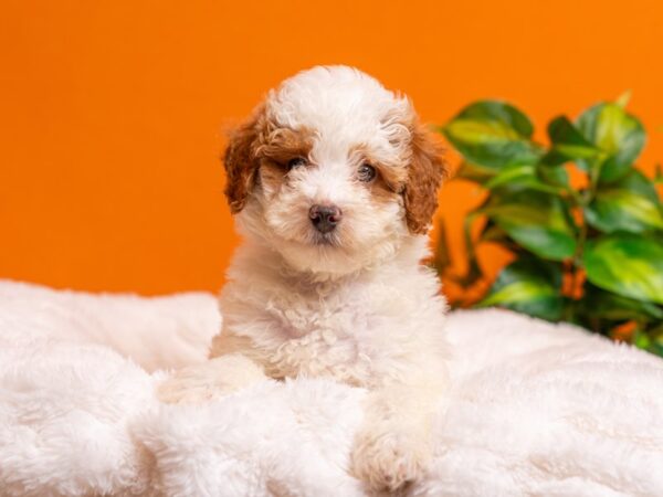 Poodle-Dog-Male-Red and White-2370-PetCenter Old Bridge, New Jersey