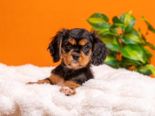 Cavalier King Charles Spaniel-Dog-Male-Black and Tan-2369-PetCenter Old Bridge, New Jersey