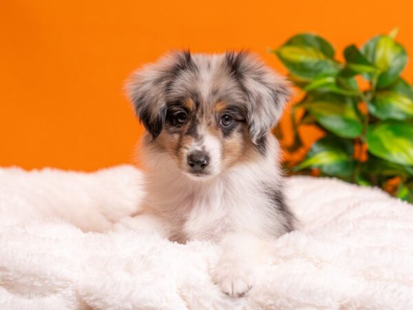 Mini Australian Shepherd-Dog-Male-Blue Merle-2362-PetCenter Old Bridge, New Jersey