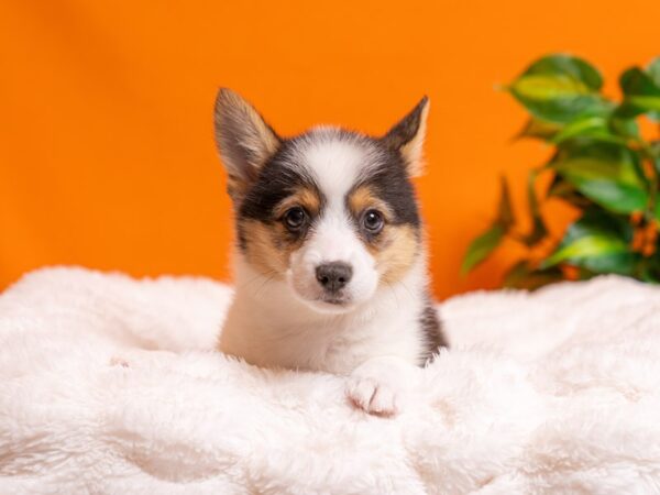 Pembroke Welsh Corgi-Dog-Female-Black-2361-PetCenter Old Bridge, New Jersey