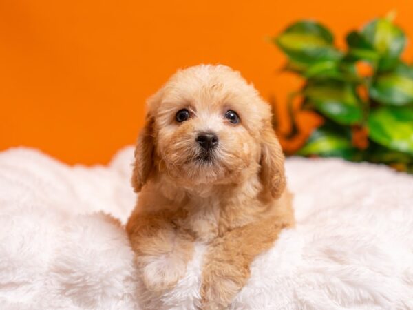 Bichon Poo-Dog-Female-Apricot-2363-PetCenter Old Bridge, New Jersey