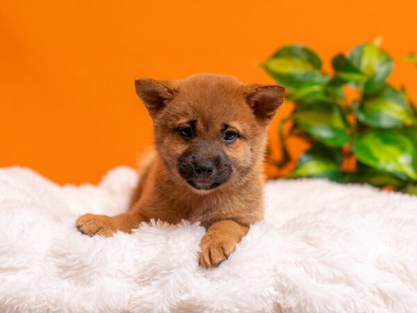 Shiba Inu-Dog-Female-Red-2367-PetCenter Old Bridge, New Jersey