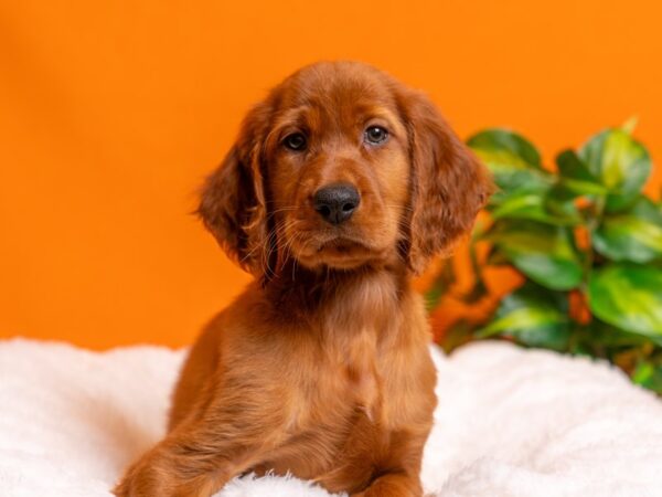 Irish Setter-Dog-Female-Red-2358-PetCenter Old Bridge, New Jersey