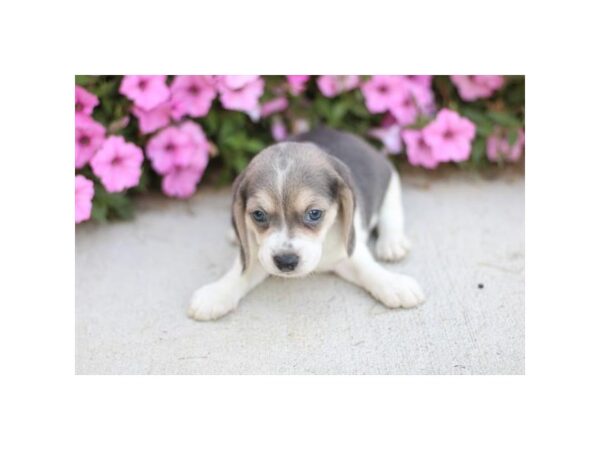 Beagle-Dog-Female-Blue Tan / White-2376-PetCenter Old Bridge, New Jersey
