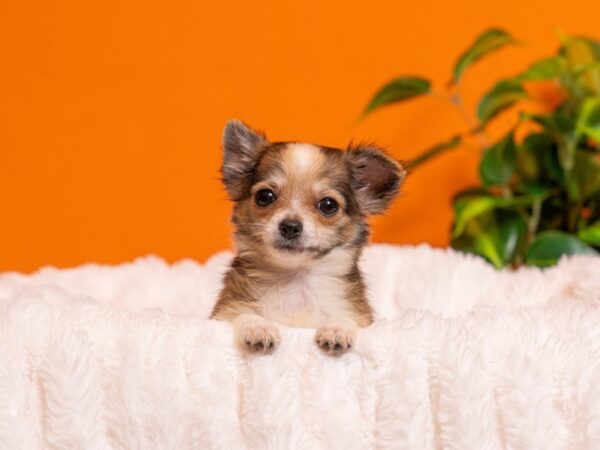 Chihuahua-Dog-Female-Sable-2379-PetCenter Old Bridge, New Jersey